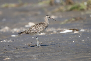 Eurasian Whimblre close-up shot. The Eurasian whimbrel (Numenius phaeopus ) is a wader in the large family Scolopacidae.