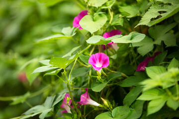 Beautiful trumpet blooms in autumn