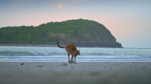 Wild wallaby kangaroo by the sea at seaside beach at Cape Hillsborough National Park, Queensland at sunrise. Cinematic nature documentary of a scenic tourist attraction animal feeding family
