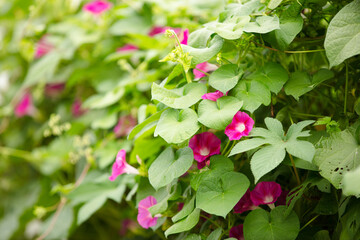The vine plant morning glory produces beautiful flowers