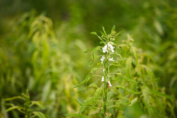 A close-up of the fruitful sesame crop