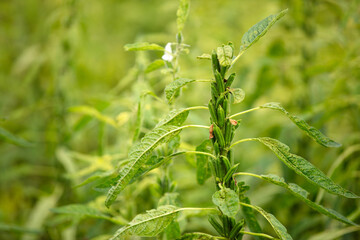 A close-up of the fruitful sesame crop