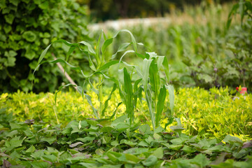 Corn seedlings planted in a field