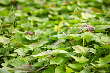 Sweet potato seedlings growing well