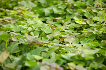 Sweet potato seedlings growing well