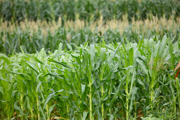 Fototapeta premium A good growing corn crop