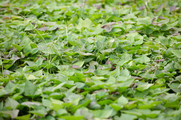 Vigorous and fresh sweet potato seedlings