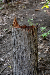 Cut tree stump in the forest.