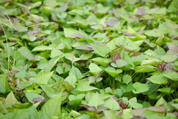 Vigorous and fresh sweet potato seedlings