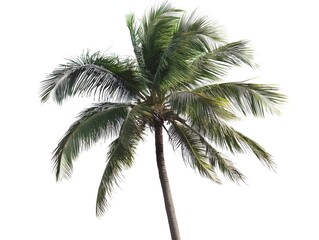 A single coconut palm tree with green fronds blowing in the wind, isolated on a white background.