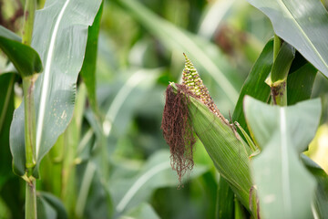 Corn on the cob, full and ready to ripen