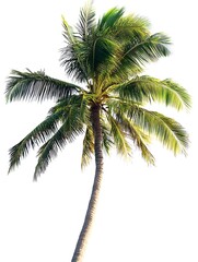 A tall, single coconut palm tree with green fronds blowing in the breeze against a white background.