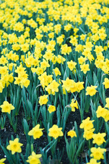 Fototapeta premium Bright field of beautiful yellow flowers 