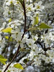 Crab Tree Flowers 