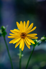 View of silphium perfoliatum. Yellow flowers of the cup plant.