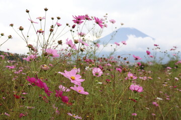Fototapeta premium 富士山とコスモスの咲く野