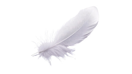 Obraz premium feather on transparent background