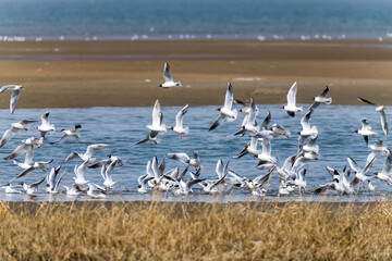 Birds fly at Beidaihe Wetland in Qinhuangdao city, Hebei province, China.
