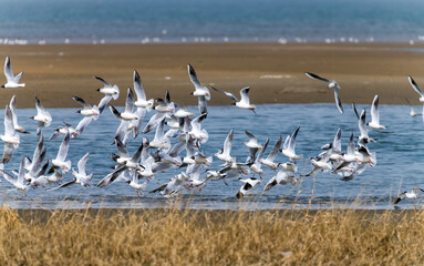 Birds fly at Beidaihe Wetland in Qinhuangdao city, Hebei province, China.