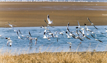 Birds fly at Beidaihe Wetland in Qinhuangdao city, Hebei province, China.