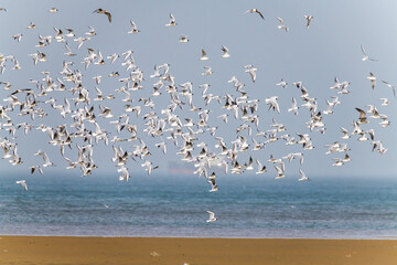 Birds fly at Beidaihe Wetland in Qinhuangdao city, Hebei province, China.