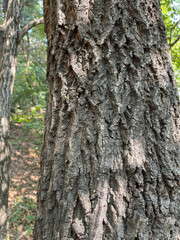 Tree skin that protects itself