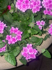 Pink flowers in a garden