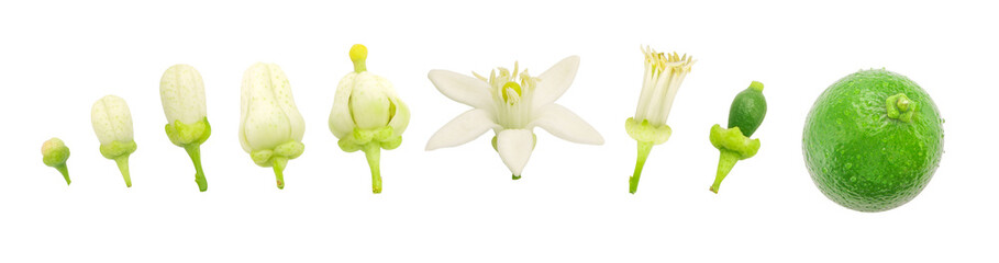 Collection of growing lime flowers isolated on white background with clipping path.