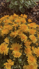 autumn leaves background