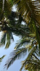 Fototapeta premium palmeras