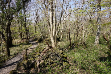 fine path through early spring forest