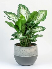 A decorative potted plant with lush green leaves in a modern container.