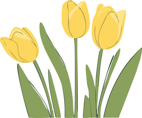 yellow tulips 