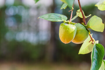 Early fall, unripe green persimmon fruit. warm sunshine