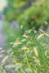 In early fall, I found a foxtail swaying in the wind on the side of the road. Green foxtail, Green bristlegrass, wild foxtail millet, Setaria viridis