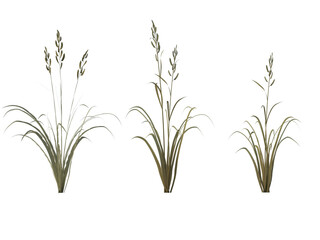 Prairie Cordgrass grass isolated on transparant background
