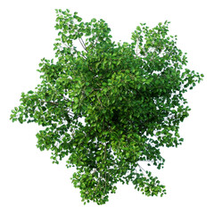 Obraz premium green tree isolated on transparant background