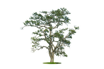 Fototapeta premium Trees isolated on white background, tropical trees isolated used for design, advertising and architecture
