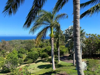 Fototapeta premium Ocean view palm trees