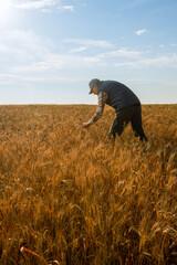 farmer man examining wheat crops on field.