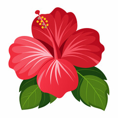 Hibiscus flower vector, tropical hibiscus flower, vector illustration