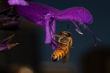 Close up of the western honeybee on a salvia flower, also known as purple majesty. The honey bee is...