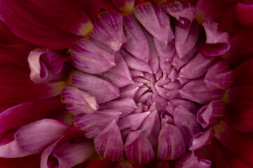 Full frame close up of the unopened center of a pink dahlia flower with selective focus.