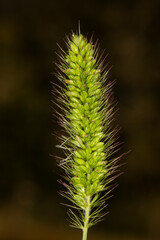 close up of foxtail grass seed head with yellow or purple bristles. This aggressive plant is self seeding and has a very bristly and spiny texture. 