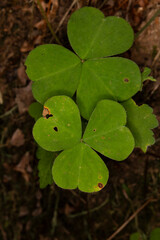 close up of a Wood-sorrel, false shamrock, from Quinault Rainforest. This Oxalis is also known as sourgrass, and just like the three leaf clover also symbolizes good luck. 