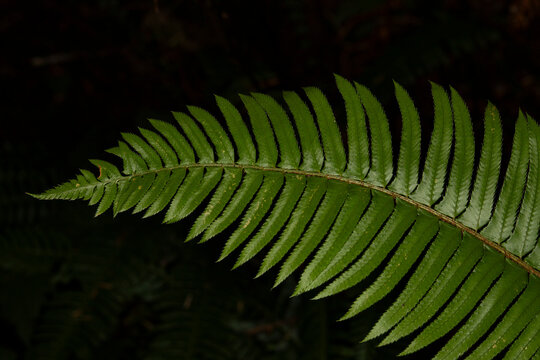 Close up of the wood sword fern and its adventitious roots. This fern was from the Quinault Rainforest in the Olympic national park