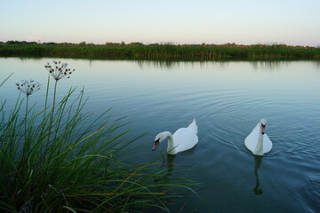 swan on the lake