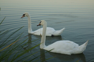 swans on the lake