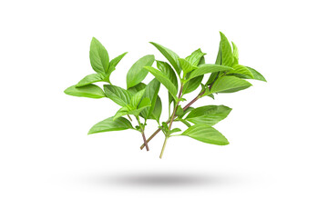 Flying group basil leaf isolated on white background , clipping path.