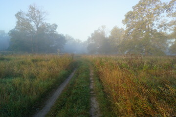 path in the forest